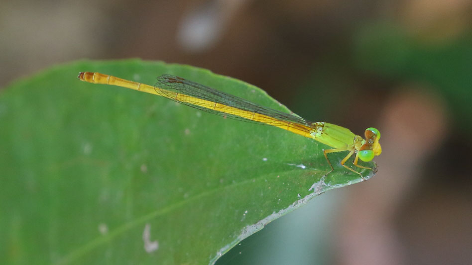 J19_9129 Ceriagrion coromandelianum male.JPG